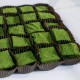 Matcha Blondies